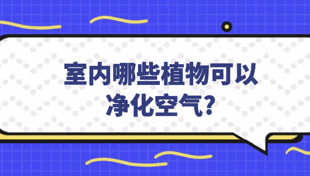 室内哪些植物可以净化空气?